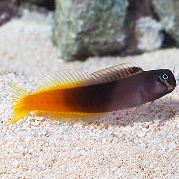 Bi-Color Blenny image 0