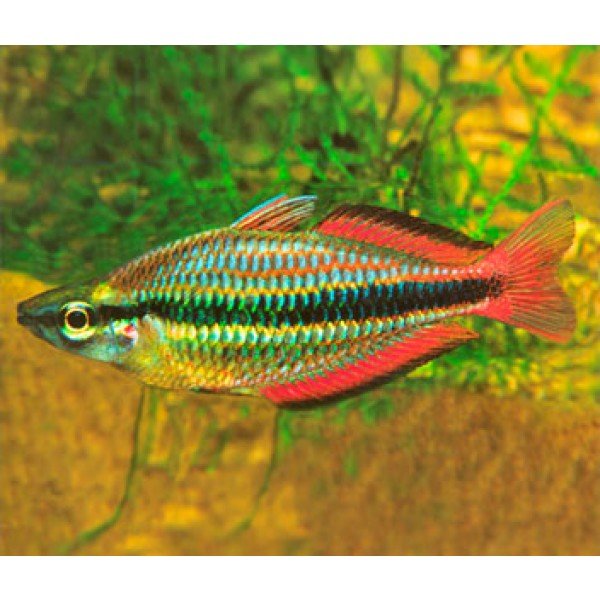 Goyder River Banded Rainbow image 0