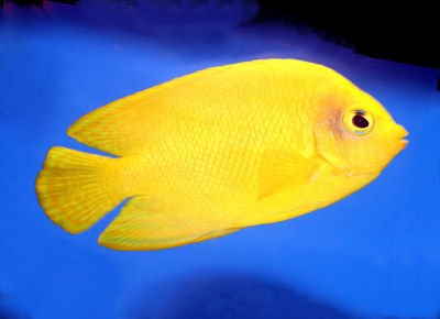 Heraldi Angelfish image 0