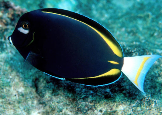 Powder Black Tang image 0