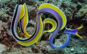 Blue Ribbon Eel image 0