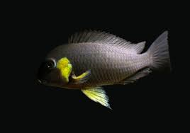 Tropheus - Canary Cheek image 0