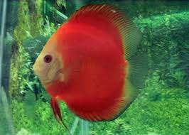 Discus - Marlboro Red - Medium image 0