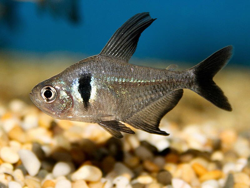 Black Phantom Tetra image 0