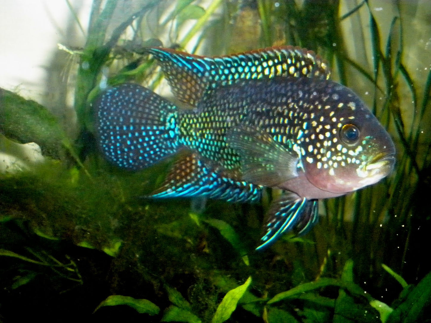 Jack Dempsey image 0