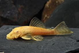 Albino Bristlenose image 0