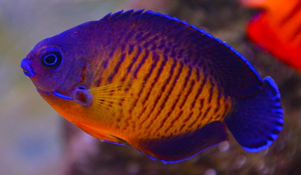 Coral Beauty Angelfish image 0