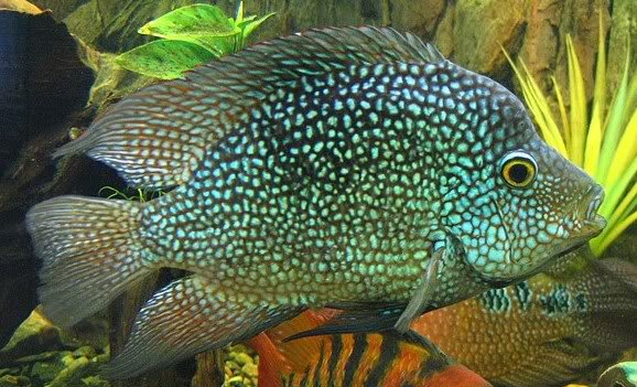 Texas Green Cichlid image 0