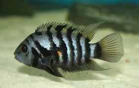 Convict Cichlid image 0