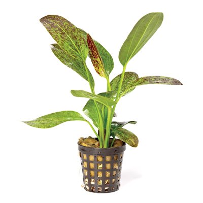 Ech. Green Flame