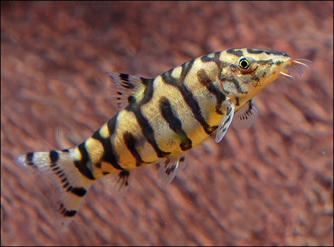 Pakistani (yoyo) Loach image 0