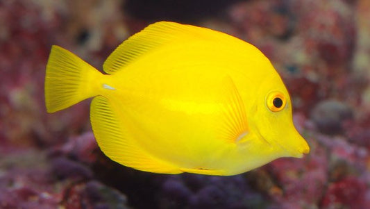 Yellow Tang image 0