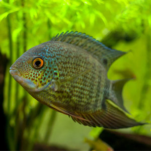 Green Severum image 0