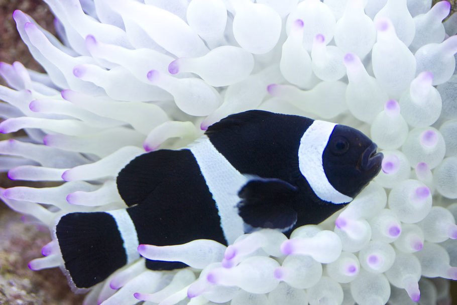 Black & White Clownfish image 0