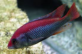 Haplochromis Flameback Cichlid image 0