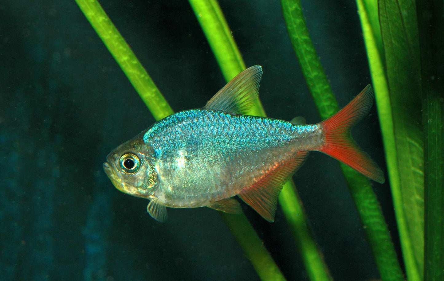 Redfin Columbian Tetra image 0