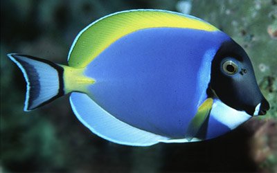 Powder Blue Tang image 0