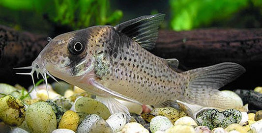 Assorted Corydora's image 0