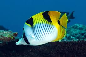 Falcula Butterfly Fish