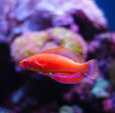 Flasher Wrasse image 0