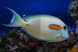 Orange Shoulder Tang image 0