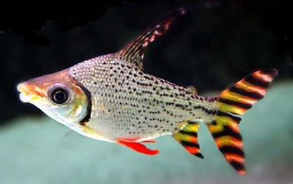 Red Fin Flagtail Prochilodus - Large