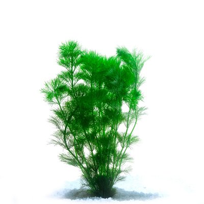 Giant Vallisneria
