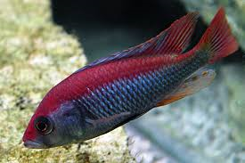 Flameback Nyererei Cichlid