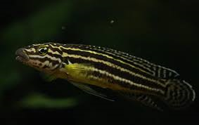 Julidochromis Zambia Gold
