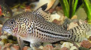Julii Corydoras