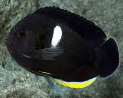 Keyhole Angelfish