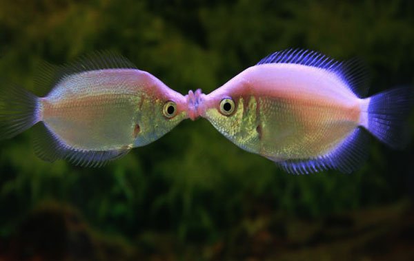 Kissing Gourami
