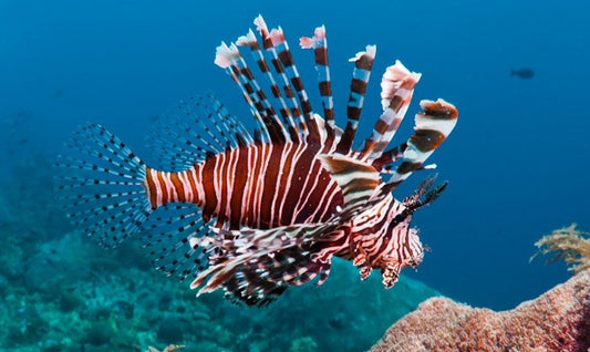 Volitans Lionfish - Medium