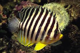 Multibarred Angelfish