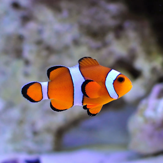 Ocellaris Clownfish - Full Bar