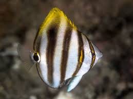 Ocellate Butterflyfish