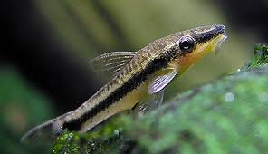 Otocinclus