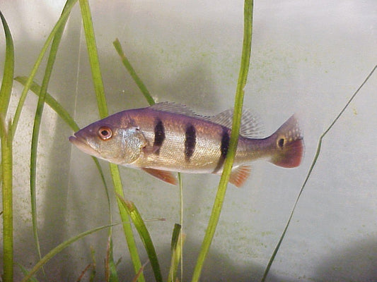 Mono Peacock Bass - Large