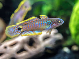 Peacock Gudgeon (L)