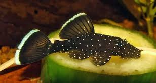 Peppermint Bristlenose (S)