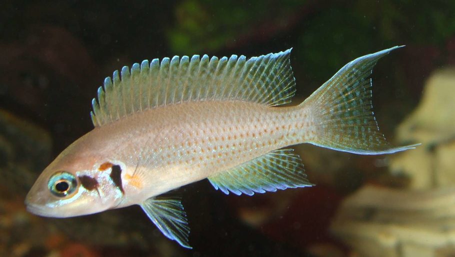 Princess Cichlid