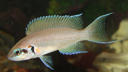 Princess Cichlid