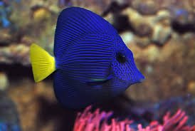 Aqua One Floating Purple Tang
