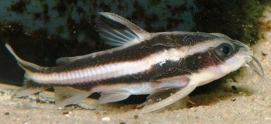 Striped Raphael Catfish - Small