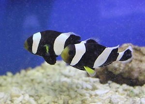 Saddleback Clownfish