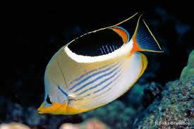 Saddled Butterflyfish