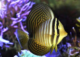 Sailfin Tang