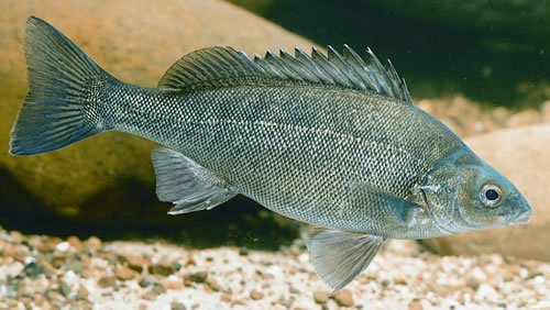 Silver Perch - Small