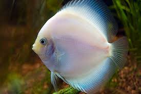 Snow White Discus – The Aquarium Factory