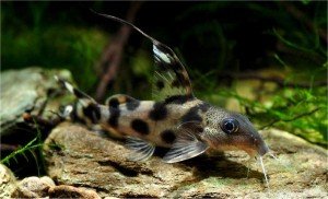 Jaguar Synodontis